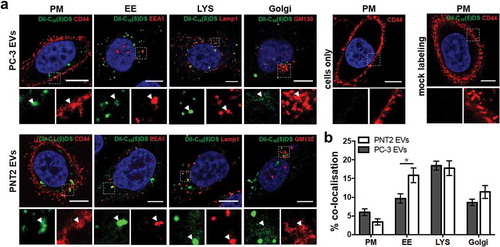 Figure 4. Localisation of the EV-associated DiIC18(5)-DS label in prostate cells. (a) Cells were incubated for 16 h with PC-3 and PNT2 DiIC18(5)-DS labelled EVs (DiIC18-EVs) (pseudo-coloured green). Cells were immunostained with antibodies against CD44 for the localisation of plasma membrane (PM), EEA1 for early endosomes (EE), Lamp1 for lysosomes (LYS), and GM130 for Golgi (red), and imaged by confocal microscopy. Scale bars 10 µm. Insets show a zoom into the organelle. (b) The percentage of the DiIC18 dye co-localisation with each antibody was quantified by Imaris software (n = 42–110 cells). Error bars represent the mean ± SEM of 8–36 image frames each, *p < 0.05 unpaired t-test.