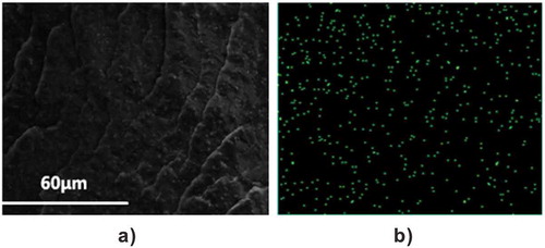 Figure 3. SEM image (left) and EDS spectrum of zinc element (right) for EFeZn40.