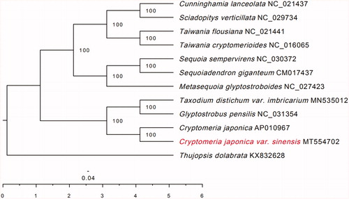 Figure 1. The maximum-likelihood (ML) phylogenetic tree based on the 12 plant chloroplast genome. Values along branches correspond to ML bootstrap percentages.