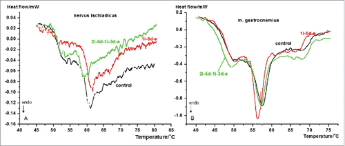 Figure 1. Denaturation curves of Guinea pig n. ischiadicus (A) and m. gastrocnemius (B). Downward deflections are endotherm processes. Symbols: i-injection, d-days between the injection or exit, e-exit (see ref. Citation1, no permission is required).