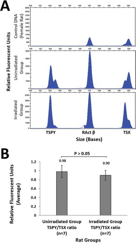 Figure 1. Quantitative fluorescence multiplex PCR results and the TSPY/TSX ratio. (A). Analyses of Y and X chromosome-specific gene regions of TSPY, RActβ and TSX genes in the rat sperm genome in unirradiated (n = 7) and irradiated (n = 7) groups in the presence of a female genomic DNA sample. PCR products amplified using individual primer pairs designed for TSPY, RActβ and TSX genes were separated by capillary electrophoresis to determine the estimated sizes. The PCR products were labeled with FAM. Peak heights were used to quantify the results. The x-axis shows amplicon sizes and the y-axis shows the relative fluorescence unit derived from the number of amplicons of the target region. It was confirmed by the DNA sample in the peripheral blood of the female rat that there was no amplification in the TSPY specific region. Representative electrophoretic data is shown for one rat from each group are shown. Four replicates were analysed for each rat. (B). Ratio of TSPY/TSX relative fluorescence unit in rat sperm samples. The ratio of TSPY/TSX relative fluorescence unit in rat sperm samples in the unirradiated and irradiated groups obtained after irradiation. The data in the bar graph shows the mean ± standard deviation values of four replicate assays conducted for each rat. Data were analyzed using the unpaired t-test. p = 0.38. FAM: fluorescein amidite, PCR: polymerase chain reaction, RActβ: rat actin beta, TSPY: testis-specific protein Y-linked, TSX: testis-specific X-linked.