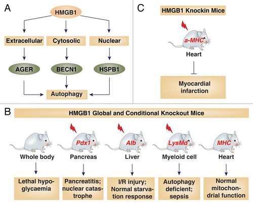 Figure 1. HMGB1 is involved in autophagy and other stress responses. (A) HMGB1 plays important nuclear, cytosolic, and extracellular roles in the regulation of autophagy. (B and C) Various phenotypes of HMGB1 knockout (B) and knockin (C) mice with or without stress (indicated by lightning bolt).