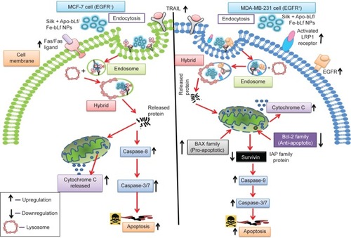 Figure 7 Silk + bLf NPs induced apoptosis in EGFR +ve and EGFR −ve cells.Notes: Internalization of both forms of nanoformulation was facilitated via LRP1 receptors and EGFR in MDA-MB-231 cells and via death receptors in MCF-7 cells. In MDA-MB-231 cells, downregulation of anti-apoptotic genes and upregulation of apoptotic genes activated the intrinsic/mitochondrial pathway of apoptosis. In MCF-7 cells, apoptosis was mediated through upregulation of death receptors (Fas and Fas-L), caspase-8, and caspase-3 and -7, along with the upregulation in BAX. Black arrows in the figure show the upregulation and downregulation in gene expression. “Hybrid” denotes the formation of lyso-endosome (lysosome + endosome). Protein from NPs was released slowly inside the cells, and the unwanted materials, including NPs and receptors, were expunged by the cells via exocytosis. Red arrows are the signalling mechanism while black arrows are the effect of bLf on individual proteins/markers denoting upregulation or downregulation.Abbreviations: IAPs, inhibitors of apoptosis proteins; EGFR, epidermal growth factor receptor; Bcl, B-cell lymphoma-2; NPs, nanoparticles; bLf, bovine lactoferrin; Apo-bLf, apo-bovine lactoferrin; Fe-bLf, iron-saturated bovine lactoferrin; LRP, lipoprotein receptor-related protein; LfR, lactoferrin receptor; TfR, transferrin receptor; BAX, Bcl-2-associated X protein; Fas, death receptor; TRAIL, tumor necrosis factor-related apoptosis-inducing ligand.