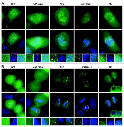 Figure 1. A3A-E72A, A3C and A3H are excluded from DNA as the chromosomes condense but become cell-wide during telophase. (A) Images of HeLa cells in prophase expressing the indicated APOBEC3-eGFP constructs (top) merged with Hoechst stain to visualize the nuclei (merge, middle). Boxed regions (bottom) are magnified below each image with APOBEC3-eGFP exclusion from DNA indicated (white arrows). (B) Images of HeLa cells in telophase expressing indicated APOBEC3-eGFP constructs (top), merged with nuclear stain (middle) and magnified (bottom). All images are representative of at least three mitotic cells. See Figure S2 for APOBEC3-eGFP localization during metaphase and anaphase and Videos S1 and S2 for time-lapse images of A3A-E72A-mCherry localization during mitosis.