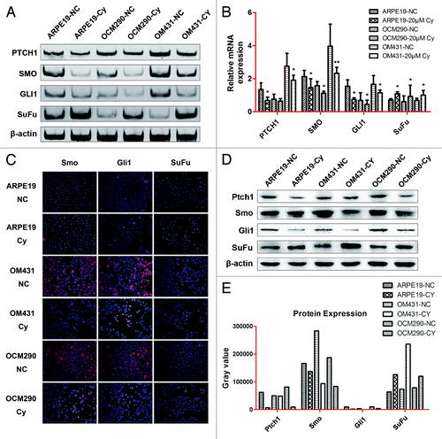 Figure 3. Cyclopamine regulated the expression of genes in the Hh pathway in ARPE19, OM431, and OCM290 cells. Normal cell cultures with 0.2% DMSO were used as a negative control. (A and B) Exposure to cyclopamine (20 μmol/L; 72 h) downregulated Ptch1, Smo, and Gli1 mRNA levels and upregulated SuFu mRNA levels, as determined by PCR and real-time RT-PCR. The expression of each target gene was quantified using β-actin or GAPDH as a normalization control. Data represent the mean ± SD of three determinations (*P < 0.05; **P < 0.01). (C and D) Expression levels of cellular proteins were regulated by cyclopamine (20 μmol/L; 72 h), detected by immunocytochemistry and western blotting analysis. β-actin was used as an internal loading control. (E) Grey value quantification of protein expression on the basis of western blotting analysis.