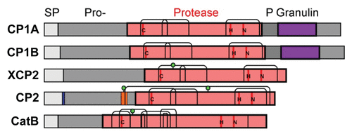 Figure 2. Structural features of the apoplastic maize cysteine proteases. All five apoplastic maize PLCPsCitation10 carry a signal peptide (SP) for endomembrane targeting (gray), an autoinhibitory prodomain (Pro-, dark gray), and a protease domain (bright red), which harbours the catalytic triad (C-H-N, red). Two of the proteases (CP1A, CP1B) also carry a C-terminal proline-rich domain (P, gray) and a granulin domain (purple). Putative N-glycosylation sites (green dots) and disulphide bridges (thin bent lines) in the protease domain are indicated. CP2 also carries a vacuolar targeting signal (NPIR, blue) and a minichain (orange) that remains linked to the protease after cleavage of the Pro-domain.