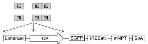 Figure 1. Schematic representation of vectors for evaluation of promoters with IE inserted at different locations. IE, core CpG island element; Enhancer, hCMV or mCMV enhancer; CP, hCMV or human elongation factor-1α (hEF) core promoter; IRESatt, mutated encephalomycocarditis virus (EMCV) internal ribosomal entry site (IRES) with attenuated translation efficiency; SpA, simian virus 40 early polyadenylation signal; EGFP, enhanced green fluorescence protein cDNA. mNPT, mutated neomycin phosphotransferase cDNA with amino acid D at 261 changed to G.