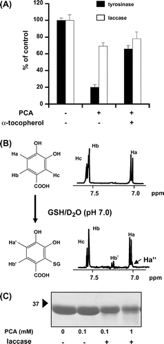 Fig. 2. Modification behavior of PCA to GSH and GAPDH.Note: (A) Phenol oxidase-dependent GSH consumption by PCA. GSH (100 μM) was incubated with or without PCA (100 μM) and α-tocopherol (1 mm) for 1 h in the presence of tyrosinase or laccase. The amount of residual GSH was spectrophotometrically estimated using the commercial kit GSH-400. (B) 1H NMR analysis of GSH-PCA adduct. A mixture of PCA and PCA-GSH produced by laccase was dissolved in D2O and then analyzed by NMR spectrometry. (C) Detection of free sulfhydryls of GAPDH treated with PCA and laccase. GAPDH (0.2 mg/mL) was incubated with PCA and laccase for 1 h. The free sulfhydryl groups of GAPDH were detected by SDS-PAGE/blotting with IAB staining.