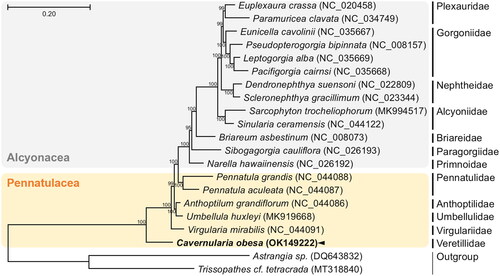 Figure 1. Maximum-likelihood (ML) phylogeny of five published mitogenomes of the order Pennatulacea including C. obesa and 13 registered mitogenomes of the order Alcyonacea based on the concatenated nucleotide sequences of protein-coding genes (PCGs). Numbers on the branches indicate ML bootstrap percentages. DDBJ/EMBL/Genbank accession numbers for published sequences are incorporated. The black arrow means the sea-pen analyzed in this study.