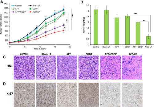 Figure 7 (A) Inhibition of tumor growth by different formulations in a nasopharyngeal carcinoma-bearing xenograft model. The groups included an untreated control group and groups given empty nanoparticles, the free drugs (alone or in combination), and cisplatin- and afatinib-loaded lipid–polymer hybrid nanoparticles. All formulations were given intravenously every third day (three injections). The data are means ± standard deviation. (B) The tumor weights. The data are means ± standard deviations. *p<0.05, **p<0.01 and ***p<0.0001 is the statistical difference. (C and D) Histochemical analysis of tumor tissues treated with different formulations.