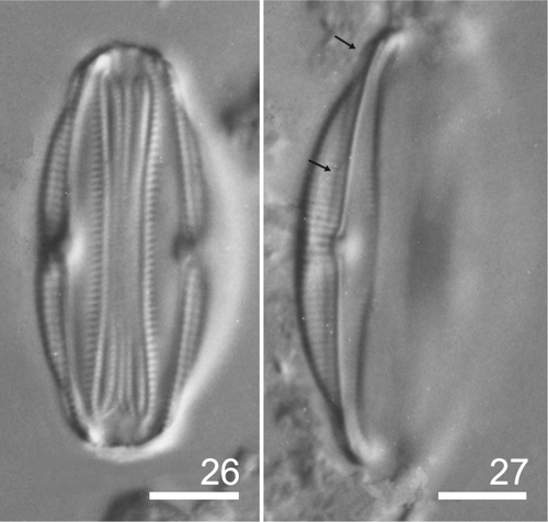 Figs 26–27. Amphora schroederi type material: LM. Fig. 26. Frustule in ventral view. Fig. 27. Valve general appearance. Arrows indicate the conopeum. Scale bars: 5 µm.