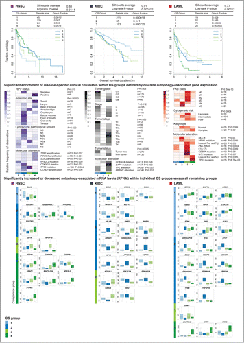 Figure 5 (See previous page). Unsupervised consensus clustering of autophagy-associated tumor gene abundance stratified patient overall survival for acute myeloid leukemia (LAML), kidney clear cell renal carcinoma (KIRC), and head and neck squamous cell carcinoma (HNSC), linking differential expression of autophagy regulators and interactors to enriched clinical features within patient groups. Unsupervised consensus clustering by non-negative matrix factorization (NMF) on mRNA levels of 211 autophagy-associated genes stratified patients into groups of significantly different overall survival (Log rank P < 0.05). Kaplan-Meier curves of overall survival are shown for HNSC, KIRC, and LAML. Disease-specific clinical covariates (diagnostic, prognostic and molecular phenotypes) found to be enriched within overall survival (OS) groups following clustering (Fisher exact test P < 0.05) are drawn below respective cancer types. Patient status for each covariate was obtained from clinical metadata collected by TCGA. Patient counts (n) for each covariate are noted. Enrichment is depicted as color-coded distributions of the relative frequency of each feature across OS groups per cancer type. Differentially expressed autophagy-associated genes, identified within individual OS groups compared to all other OS groups combined (Wilcoxon rank sum test P < 0.05; median fold-change > 1.5), are reported per cancer type. Boxplots of normalized RNA-seq derived gene abundance (RPKM) of differentially expressed genes are drawn for each OS group.