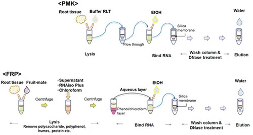 Figure 1. Flow chart showing the procedure for the PMK and FRP methods. This chart is a modified version of the chart shown in.Matsunami et al. (Citation2018)