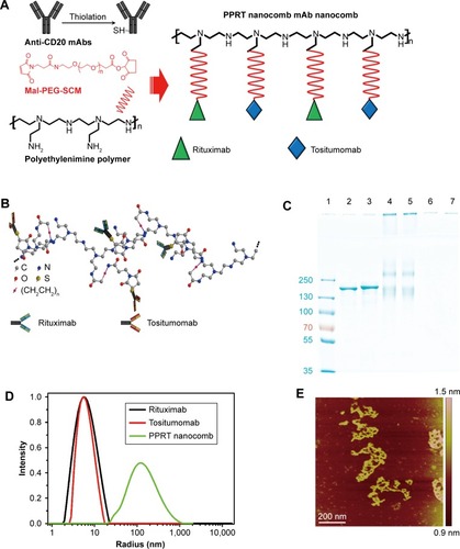 Figure 1 Construction and characterization of PPRT nanocomb.Notes: (A) Schematic plot of the fabrication of PPRT nanocomb. (B) Schematic diagram of the molecule structure of PPRT nanocomb. (C) The anchoring of mAbs to polyethylenimine polymer was confirmed by sodium dodecyl sulfate polyacrylamide gel electrophoresis. Lane 1: protein marker; lane 2: rituximab; lane 3: tositumomab; lanes 4 and 5: PPRT nanocomb; lanes 6 and 7, polyethylenimine polymer. (D) Size distribution of rituximab, tositumomab, and PPRT nanocomb. (E) Atomic force microscopy morphology of PPRT nanocomb. Scale bar: 200 nm.Abbreviations: Mal-PEG-SCM, maleimide-polyethylene glycol-succinimide; PPRT, polyethylenimine polymer–rituximab–tositumomab.