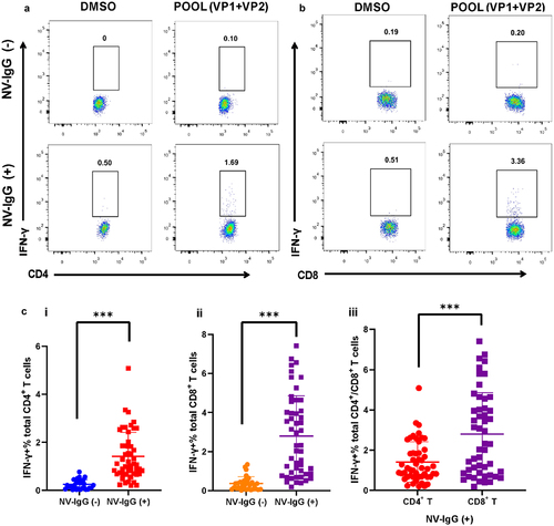 Figure 1. NV VP-specific CD4+ and CD8+ T-cell responses in individuals of the NV-IgG (−) and NV-IgG (+) groups. Representative FACS plots of NV VP-specific CD4+ T-cell responses (a) and CD8+ T-cell responses (b) of individuals in the NV-IgG (−) and NV-IgG (+) groups. (c) Percentages of CD4+ T cells (i) and CD8+ T cells (ii) in PBMCs from NV-IgG (−) (n = 30) and NV-IgG (+) (n = 50) individuals. (iii) Percentages of CD4+ and CD8+ T cells in PBMCs from NV-IgG (+) individuals (n = 50). Data are presented as means ± SD; ns: no significant difference; ***p < 0.001.