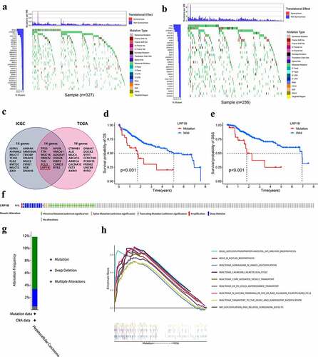 Figure 7. Genomic alterations of LRP1B are associated with HCC. The waterfall plot displays the frequently mutated genes in HCC from the TCGA (a) and ICGC cohort (b). The left panel shows the genes ordered by their mutation frequencies. The right panel presents different mutation types. (c) Venn diagram of frequently mutated genes covered by both the TCGA and ICGC cohorts. The K-M survival curves for OS (d) and DSS (e) of HCC with wild-type or mutant LRP1B. (f) OncoPrint summary of alterations on a query of LRP1B. Five types of genetic alterations were defined: missense mutation, splice mutation, truncating mutation, amplification, and deep deletion. (g) Summary of the alteration frequency derived from mutation, deep deletion, and multiple alterations in HCC. (h) GSEA analysis of HCC samples with LRP1B wild-type and mutation from the TCGA cohort.