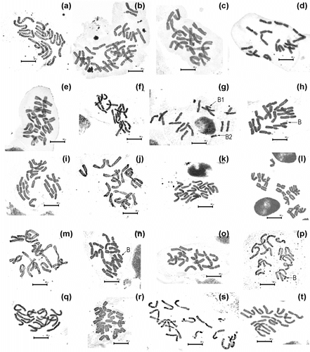 Figure 1 Microphotograph of somatic metaphases. (a) A. nigrum; (b) A. cyrilli; (c) A. elmaliense; (d) A. lycaonicum; (e) A. orientale; (f) A. asclepiadeum; (g) A. nemrutdaghense; (h) A. colchicifolium; (i) A. kharputense; (j) A. eginense; (k) A. shatakiense; (l) A. woronowii; (m) A. nabelekii; (n) A. cardiostemon 1; (o) A. cardiostemon 2; (p) A. chrysantherum; (q) A. stenopetalum; (r) A. karamanoglui; (s) A. noëanum; (t) A. tubergenii. Scale bars: 10 μm.