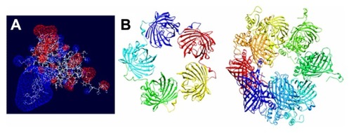 Figure 8 Molecular modeling of T22-GFP-H6 monomers and nanoparticles. (A) Electrostatic field of the T22-GFP-H6 building monomer (cationic in blue and anionic in red). (B) Potential organization of T22-GFP-H6 as pentamers of 11.1 nm (left) and as octamers of 13.3 nm (right), in which the intervention of T22 assists the electrostatic self-assembling of the multimeric protein complex.Abbreviation: GFP, green fluorescent protein.