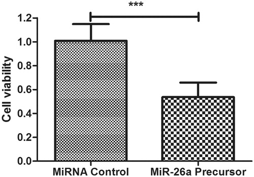 Figure 3. Overexpression of miR-26a inhibits HTFs fibrosis in vitro model. The cell viability was determined in HTFs fibrosis in vitro model transfected with miR-2ba precursor or negative control. A450 absorption was assayed after transfection for 24 h. ***P < .001.