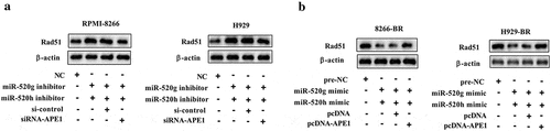 Figure 6. Determination of Rad51 protein level (a) in normal RPMI-8266 or H929 cells after co-knockdown of miR-520g/h and APE1 and (b) in drug-resistant 8266-BR and H929-BR cells after co-overexpression of miR-520g/h and APE1.