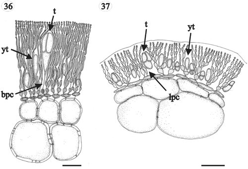 Figs 36, 37. Gloiocladia repens and Gloiocladia furcata. Tetrasporangial pit-connections with aniline blue staining. Fig. 36. Tetrasporangia of G. repens showing basal pit-connection with cortical filaments (HGI-A 5631). Fig. 37. Tetrasporangia of G. furcata showing lateral pit-connection with cortical filaments (HGI-A 5769). Abbreviations: bpc: basal pit-connection; lpc: lateral pit-connection; t: tetrasporangium; yt: young tetrasporangium. Scale bars: 50 µm.
