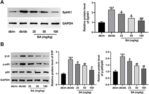 Figure 4 BA suppresses the activation of SphK1/S1P/NF-κB signaling in db/db mice. (A and B) SphK1, S1P, p65, and p-p65 protein expression in the kidney tissues from different groups was analyzed using immunoblotting. ***P<0.001 vs db/m mice; #P<0.05, ##P<0.01, and ###P<0.001 vs db/db model mice.