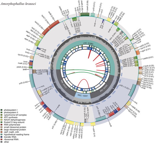 Figure 2. The circular map of the chloroplast genome of Amorphophallus krausei produced by the software CPGVIEW. Genes belonging to different functional groups are plotted in the outer circle. The functional classification of the genes is shown at the left bottom. The dark gray in the inner circle indicates the GC content of the chloroplast genome. The quadripartite structure, which consists of the LSC, the SSC, and two IR regions, is shown. The inner track shows the forward and reverse repeats connected with red and green arcs.