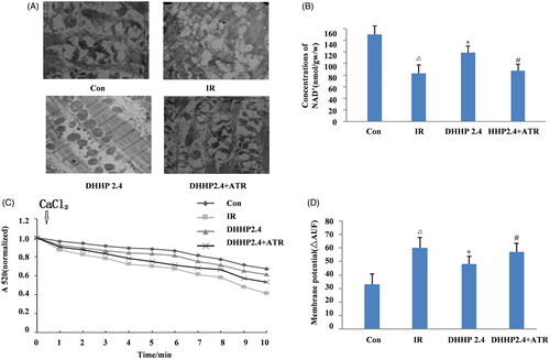 Figure 8. The influence of DHHP on MPTP opening. (A) The representative electron images of myocardial mitochondria (5000×). (B) The content of NAD+ in ischaemic myocardium. (C) The sensitivity of MPTP to calcium. (D) The membrane potential of isolated mitochondria. Data were expressed as the mean ± SD (n = 6), Δp < 0.05 vs. Con, *p < 0.05 vs. IR, #p < 0.05 vs. DHHP2.4.