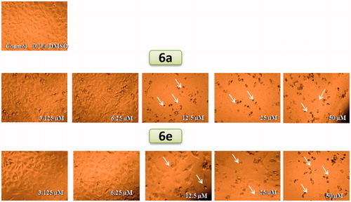 Figure 2. Photomicrographs showing morphological assessment of the effects of compounds 6a and 6e on MDA-MB-231 cell monolayers. Cells were treated with vehicle (DMSO, 0.1%) or increasing concentrations of the compounds (50, 25, 12.5, 6.25 and 3.125 µM). Arrows indicate morphological signs of cytotoxicity including cell rounding and/or disintegrated monolayer compared to the DMSO control. Photomicrographs were taken using Zeiss®Primovert (Carl Zeiss Microscopy GmbH, Gottingen, Germany) equipped with a digital camera. Total magnification is 150×.