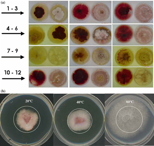 Fig. 1. a, Fusarium avenaceum ‘sensu lato’ phenotypes and colour identification numbers (CIN) based on abaxial colony surface on PDA: 1 – Co #560C13, 2 – Da #7A1A24, 3 – Ea #67151E, 4 – Gss #53050E, 5 – Is #5E1616, 6 – Ds #71232B, 7 – Js #E68A11, 8 – Bs #A86608, 9 – Gs #68400B; 10 – Hs #9B1523; 11 – Es #4E040B, 12 – Fs #78101B. CINs were generated with Hex Color Code Chart (http://www.2createawebsite.com/build/hex-colors.html#colorgenerator). b, Three-day-old Ds (highly virulent) strain on PDA at 40 °C in darkness showing increased growth and changing colour (from red to white) after treatment at 40 °C and 80 °C for 4 h.
