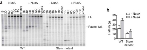 Figure 3. Transcriptional pausing in the isolated A138 stem-loop region.(A) Transcription kinetics experiments performed on the A138 stem-loop region of the thiC riboswitch using 25 µM NTP, in absence and presence of 50 nM NusA. The A138 pause site and full-length product (FL) are indicated on the right, and sampling times are indicated on top of the gel. (B) Quantification of the half-life of the A138 pause in absence and presence of 50 nM NusA for the wild-type (WT) and mutant (Stem mutant) construction.