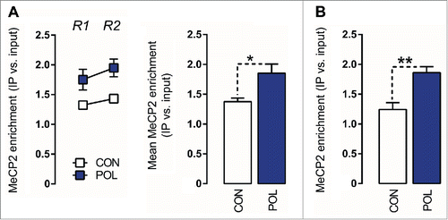 Figure 5. Prenatal immune activation increases methyl CpG-binding protein 2 (MeCP2) binding at the GAD1 and GAD2 promoter regions in the medial prefrontal cortex (mPFC) (A) MeCP2 binding at the GAD1 promoter. Left: the line plot shows MeCP2 binding at both promoter regions of interest (Region 1, R1; Region 2, R2) for the control (CON) and poly(I:C) (POL) offspring. Right: the bar plot shows the mean MeCP2 for both regions R1 and R2. *P < 0.05 as determined by a main effect of treatment arising in the repeated-measures ANOVA analysis. (B) MeCP2 binding at the GAD2 promoter. The bar plot shows the MeCP2 binding values in the region of interest in CON and POL offspring. **P < 0.01 as determined by a Student t-test. N(CON) = 7, N(POL) = 7. All values are means ± SEM.