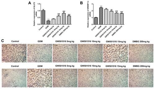 Figure 7 GW501516 may have a therapeutic effect on GDM through regulating the SREBP-1c/GLUT2 pathway. Expression levels of SREBP-1c (A) and GLUT2 (B) in the pancreas were detected by RT-qPCR and immunofluorescence staining of SREBP-1c and GLUT2 (C). The sample size of RT-qPCR was n=5, and the sample size of IHC staining was n=3, ***p<0.001 vs control; ##p<0.01, ###p<0.001 vs GDM.