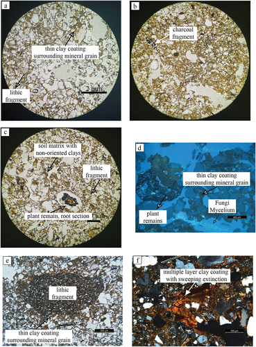 Figure 5. Photomicrographs of paleosols and alluvium horizons. A) Profile B, Bw, PPL. Very few crescent and layered clay coatings. Soil matrix surrounding mineral grains of quartz, feldspar, plagioclase, amphibole, and micas. B) Profile B, Bw, PPL. Soil matrix surrounding grains. High clay content. Charcoal fragments of sand grain size. C) Profile B, contact between Bw and E/Bt, PPL. Soil matrix surrounding mineral grains. Root section. D) Profile B, contact between Bw and E/Bt, NU. Charred root section nonfluorescent under UV. Weakly developed thin clay coatings surrounding mineral grains. Fungi Mycelium in bottom of photomicrograph, fluorescent under UV NU light. E) Profile B, E/Bt, PPL. Lithic fragment. F) Profile B, contact between 6Btb and 6BCb, XPL. Several crescent clay coatings fill pore walls and coating grains. Well-developed coatings can be observed as the extinction of the clay coatings is the same in several layers of clay.