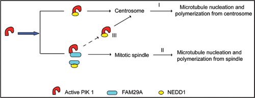 Figure 2 FAM29A controls the partition of NEDD1 between spindle MTs and centrosomes. The interaction between Plk1 and NEDD1 is responsible for Plk1-mediated recruitment of NEDD1 to centrosomes, which controls microtubule nucleation and polymerization from centrosomes (I). Recruitment of NEDD1 to the spindle depends on the interaction between Plk1 and FAM29A as well as the interaction between FAM29A and NEDD1, which mediate microtubule nucleation and polymerization from the mitotic spindle (II). The levels of FAM29A determine the partition of NEDD1 between centrosomes and the spindle, which, in turn, controls the relative contributions of MT nucleation and polymerization between these two mitotic structures (III).