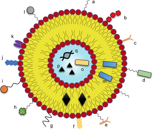 Figure 2 Promising liposomal modifications for AD therapy.Notes: These modifications improve their stability and bioavailability, aid BBB transportation, and engage therapeutic targets relevant to treatment of AD. Stability – (a) PEGylation. BBB transportation – (b) glutathione, (c) surface antibody, (d) PEG-peptide, (e) PEG-antibody, (f) lactoferrin, (g) glucose, (h) wheat germ agglutinin, (i) PEG-mApoE, (j) transferrin. Targeting systems for AD – (k) phosphatidic acid, (l) PEG-curcumin, (m) lipophilic peptide, (n) lipophilic drug, (o) hydrophilic peptide, (p) hydrophilic drug, (q) nucleic acid.Abbreviations: AD, Alzheimer’s disease; ApoE, apolipoprotein E; BBB, blood–brain barrier; PEG, polyethylene glycol.