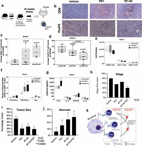 Figure 5. Anti-B7-H4 treatment increases CD8+ T cell function. (a) Treatment schema of mice for comparison of anti-tumor response of IgG, anti-PD1 and anti-B7-H4 antibodies. (b) Representative immunohistochemistry sections of BBN tumors for anti-CD8 (top) and anti-Foxp3 (bottom) staining. All images are at low-power (100X). Quantification of the average number of CD8+(c) and Foxp3+ (d) immune cells per low-power field. The number (e) and percentage (f) of singlet/live/CD45hi cell that were CD4+/IFN-γ+, CD8+/IFN-γ+, or CD4+/CD25+/Foxp3+ present within the spleens was assessed by flow cytometry. The data are presented as the mean cell number or percentage of cells ± S.E.M. Total splenocytes were cultured in the presence of anti-CD3 (1 μg/ml) for 3 days and the level of secreted cytokine assessed. The data are presented as the mean pg/ml of secreted cytokine (g). Two-way ANOVA with a Bonferroni posttest was used to determine statistical differences between the indicated treatment groups. Asterisks (*, **, ****) indicates a statistically significant difference as compared to the control Ab-treated mice, p < .05, 0.01, 0.001, respectively. (h) BBN mice treated with anti-PD-1 and anti-B7-H4 had lower rates of T2 or higher (detrusor muscle invasion and greater) cancer compared to anti-PD1 or anti-B7-H4 alone. (i) Tumor area/bladder section (expressed a percentage of bladder section) was compared from mice with different treatments (j) Tumor necrosis (expressed as a percentage of necrosis/tumor area) was also compared between treatment types. (k) Mechanistic cartoon of proposed function B7-H4 and blockade of B7-H4 by antibody in bladder cancer