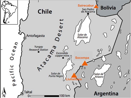 Figure 1. Map showing the location of the three volcanoes discussed in this paper. From south to north, microbial communities on Llullaillaco (6723 m) and Socompa (6051 m) have been studied extensively via culture-independent and culturing approaches (Costello et al. Citation2009; Lynch et al. Citation2012, Vimercati et al. Citation2016; Solon et al. Citation2017), whereas Naganishia and other yeasts have been cultured (Pulschen et al. Citation2015) from moderately high slopes of Saírecabur (5971 m). Map is redrawn from Costello et al. (Citation2009).