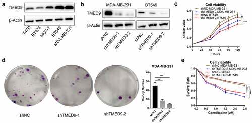 Figure 8. TMED9 knockdown suppresses BRCA cell proliferation. (a) Expression patterns of TMED9 protein in T47D, BT474, MCF-7, BT549, and MDA-MB-231 cells. (b) Knockdown efficiency of TMED9 in BT549 and MDA-MB-231 cells. (c) TMED9 knockdown decreased the viability of BT549 and MDA-MB-231 cells. (d) TMED9 knockdown suppressed the colony-forming abilities of MDA-MB-231 cells. (e) TMED9 knockdown increased the susceptibility of BT549 and MDA-MB-231 cells to gemcitabine. *P < 0.05, **P < 0.01, ***P < 0.001