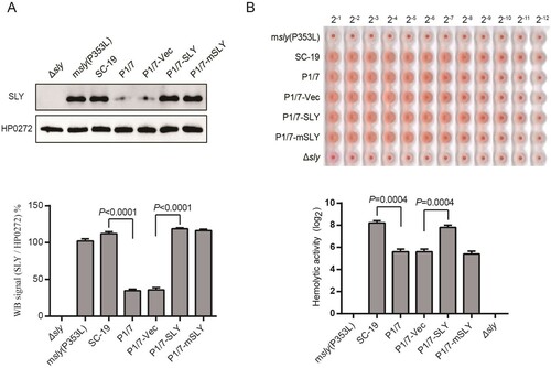 Figure. 1 Overexpression of SLY but not mutant SLY(P353L) enables ST1 strain (P1/7) to exhibit high hemolytic activity. (A) Expression of SLY in msly(P353L), SC-19, P1/7, P1/7-Vec, P1/7-SLY, or P1/7-mSLY was detected using western blotting with a monoclonal antibody against SLY, and unrelated protein HP0272 expression was also detected as an internal control. Densitometric analysis of expression of SLY was calculated based on the Western blot signal from the SLY/HP0272. (B) Detection of hemolytic activity of SC-19-msly(P353L), SC-19, P1/7, P1/7-Vec, P1/7-SLY, and P1/7-mSLY. The supernatant of S. suis was collected, and 1% chicken erythrocyte suspension was incubated with the supernatants for 1 h at 37°C.