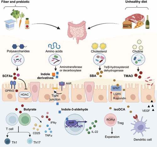 Figure 1. Gut microbial metabolites in CRC development. Different metabolites are produced by microbes-mediated metabolism of various dietary components. Some microbial metabolites including SCFAs and indole derivatives are protective against colorectal tumorigenesis by regulating epigenetic modification, maintaining intestinal barrier integrity, and modulating host immunity. While other metabolites such as SBA and TMAO contribute to CRC development by activating the oncogenic WNT pathway and promoting an immunosuppressive microenvironment that favors the growth and survival of tumor cells. GPR43, G protein-coupled receptor 43; RORγt, retinoid orphan receptor γt; VEGF, vascular endothelial growth factor.