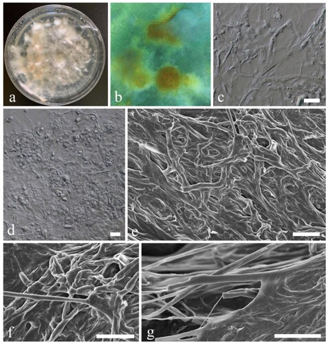 Figure 5. Mortierella yunnanensis (KUMCC 20-0009, ex-type). a Colony on PDA shown from above, grown for 60 days at 28°C. b Close up mycelium on PDA form yellow mycelia group. c, d Mycelia under compound microscope. e–g Mycelia under a SEM. Scale bars: c = 20 µm, d–g = 10 µm.