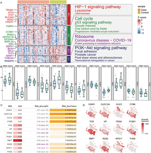 Figure 6 Identification and evaluation of hub genes. (A) Heatmap of differentially expressed genes of ARDS patients and controls and pathway enrichment results for each subpopulation. Genes in the heatmap are labeled at random. (B) Column plot of hub gene expression of ARDS patients and healthy controls. (C) AUC value, fold change (FC) in expression, and P value for hub genes in ARDS. (D) Expression of hub genes in immune cells. The depth of the color represents the high expression level of hub gene.