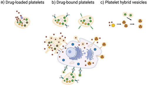 Figure 3. Platelets as drug-delivery systems. Platelets can be used as drug-delivery systems mainly through three different strategies. a) by drug-loading where platelets encapsulate the drug, then accumulate in the tumor microenvironment followed by activation and drug release. b) by drug-binding where large molecules such as antibodies or cytotoxic complexes are conjugated to the surface and kill cancer cells by cell-to-cell contact or by shedding of PEVs. c) by implementing platelet membranes in hybrid vesicles through fusing of PEVs with synthetic drug-loaded nanocarriers or other cell membranes to slow macrophage clearance and increase accumulation in the tumor microenvironment.
