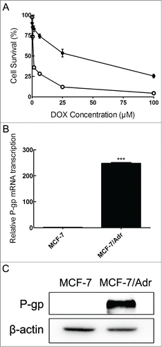 Figure 1. Characterization of MCF-7 and MCF-7/Adr cells. After treating cells with increasing concentrations of DOX in sensitive MCF-7 (○) and resistant MCF-7/Adr (•) cells for 48 h, cell viability was determined by MTT assay (A), mRNA expression of P-gp was tested by quantitative real-time PCR analysis (the control group is set at 1) (B) and P-gp protein level was detected by Western blot analysis (C). Data shown are means ± SD of triplicate determinations. ***P < 0.001, versus the control group.