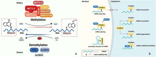 Figure 1. Reversible m6A modification on Eukaryotic RNAs. a. reversible m6A modification; b. the function of m6A modification