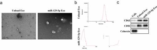 Figure 1. Preparation and identification of engineered exosomes. (a) Exosome characterization was observed using TEM. (b) DLS experiments assessed the size distribution of exosomes. (c) The protein expression of CD63, CD81, and Calnexin