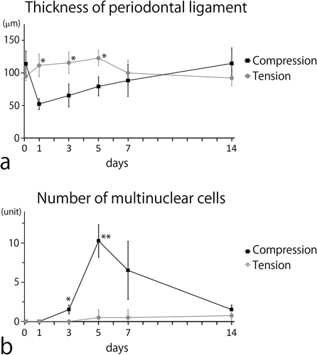 Figure 3. Line graphs illustrating the periodontal ligament (PDL) thickness (a) and the number of large cells with multiple nuclei (b) in the intact PDL (day 0) and the PDL after 1, 3, 5, 7, and 14 days of tooth movement (four mice per stage).