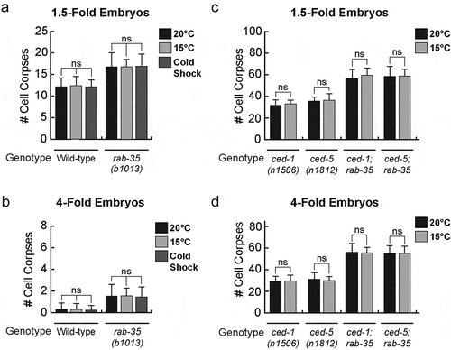 Figure 5. Apoptotic cell clearance in rab-35 mutants is not affected by decreases in temperature