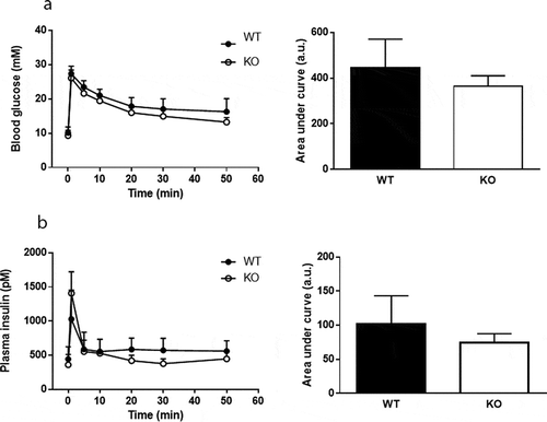 Figure 4. No difference in intravenous glucose tolerance between Cyp8b1+/+ (WT) and Cyp8b1−/- (KO) mice. (a) Blood glucose levels and (b) plasma insulin levels in response to an intravenous glucose tolerance test in HFD-fed Cyp8b1+/+ (WT) and Cyp8b1−/- (KO) mice. Data is shown as mean ± SD, n = 6–8. Area under the curve is shown to the right of respective graph